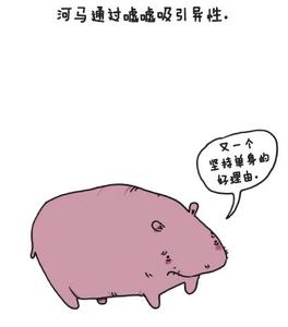 一只独立特行的猪 当猪开始独立的时候