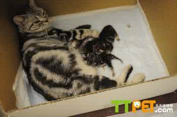 猫咪产后护理 孕期护理 猫咪怀孕期间如何护理