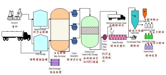 做面包用什么酵母 【基础】什么是酵母？