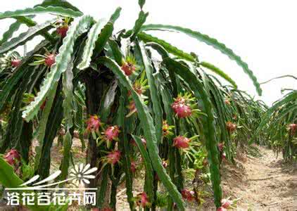 霸王花种植 量天尺(霸王花)的种植管理方法