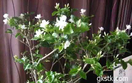 养花浇水有讲究 春季养花有讲究，有些绿植不宜养在室内