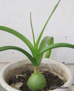 虎眼万年青的养殖方法 虎眼万年青的介绍与养殖方法 让你养出虎虎生威的绿植