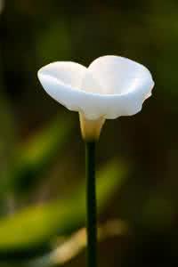 雅丽美文 美文雅句:取一份随意,素心如简;衔一枝橄榄,静好向暖。剪一段岁月静好;与光影,与温暖,与美丽,同在。