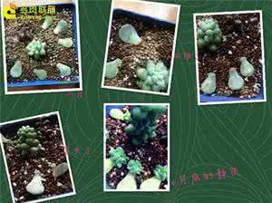 多肉植物新手种植入门 【多肉植物馆】新手怎么种多肉植物