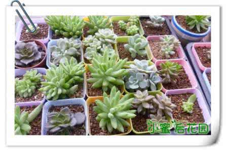 多肉植物叶插拔叶 多肉植物叶插基本步骤和机理