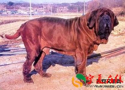 斗牛獒犬看家能力 斗牛獒犬 斗牛獒犬多少钱一只