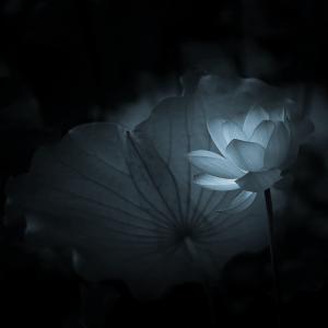 法音梵唱 【法音梵唱】《青莲》|黄帅