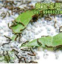蚕蚁是蚂蚁还是蚕 蚕蚁 蚕蚁”是蚂蚁还是蚕?