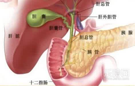胆囊切除后会变瘦吗 你有胆吗 切除胆囊真的会变胆小吗