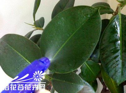 橡皮树的养殖方法 橡皮树的养殖方法 橡皮树养殖应掌握的8个内容