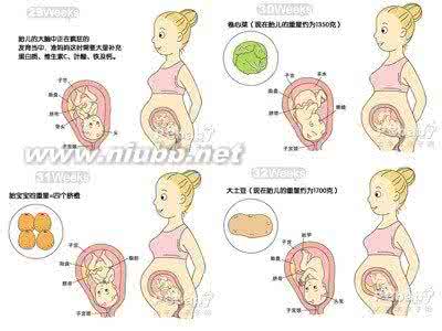 怎样估算胎儿体重 怎样估算胎儿体重？