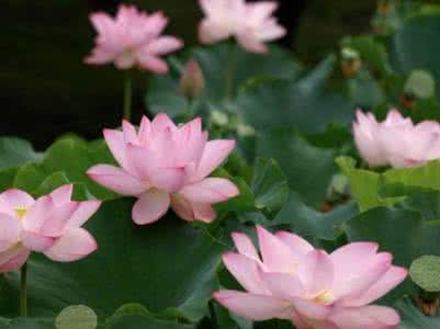 心如莲花 一路芬芳 心如莲花，人生就会一路芬芳