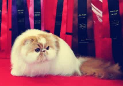 异国短毛猫 混凝土养护注意事项 异国短毛猫养护注意事项