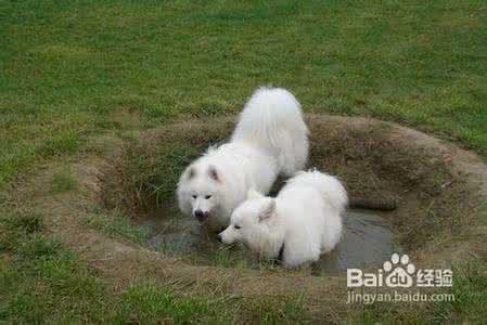 萨摩耶犬夏天怎样饲养 夏天养萨摩耶方法攻略