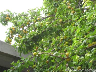 美式庭院设计实景图片 庭院美图 让你一次看个够