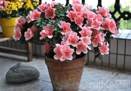 桂竹香 桂竹香养殖方法