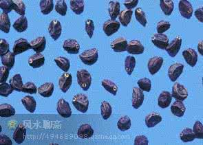 独角莲治疗癌症秘方 秘方治疗各种癌症(肿瘤)