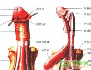 如何锻炼阴茎的方法图 男人阴茎的锻炼方法有哪几种