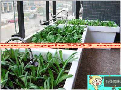 在家种植蔬菜 一些可以在家种植的“快速蔬菜”