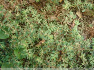 猪胰子治糖尿病单方 治糖尿病特效单方