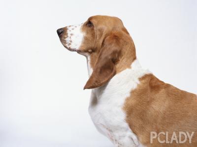 狗狗牙石清除小窍门 小窍门让狗狗的毛毛更漂亮