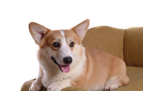 柯基犬多少钱一只 柯基犬好养吗