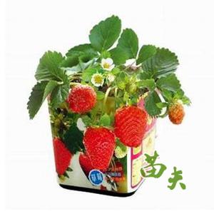 综合实践活动方案 《盆栽草莓》综合实践活动方案