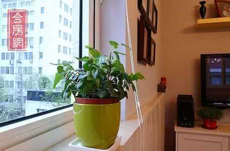 植物燃烧后的残余物 巧用植物吸附房屋装修残余