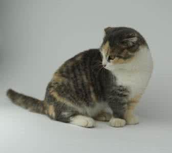 矮脚猫有什么遗传病 矮脚猫有什么遗传病?