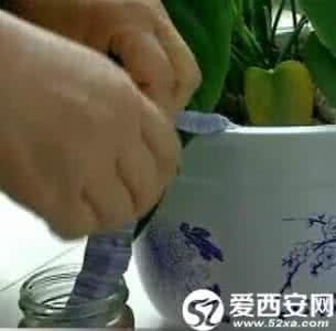 多肉植物怎么浇水 浇水妙招