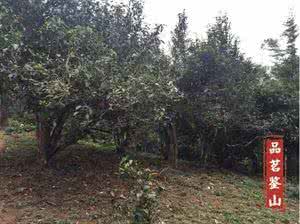 镇沅千家寨风景区 镇沅普洱茶区有哪些?