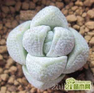 小丽花的养殖方法 玉稚儿的养殖方法