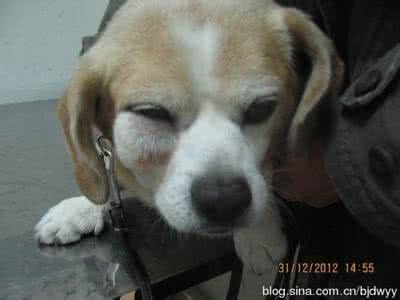鼻腔和口腔连接处有痰 狗狗的鼻腔和口腔怎么清洗？
