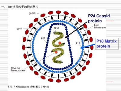 免疫四项艾滋病准确率 免疫四项艾滋病准确率 免疫四项查的艾滋准吗？