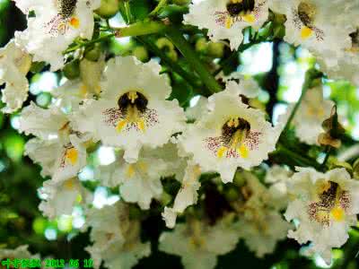 梧桐树的颜色 梧桐树的花是什么颜色？