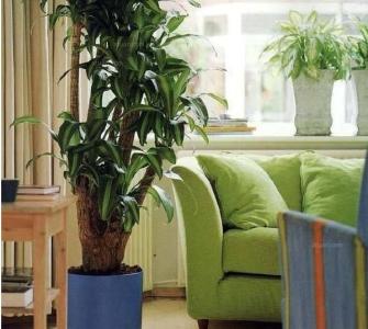 客厅植物摆放风水 客厅植物摆放风水 客厅植物摆放风水 不是所有的植物都对人有利