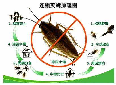 蟑螂防治 防治蟑螂面面观