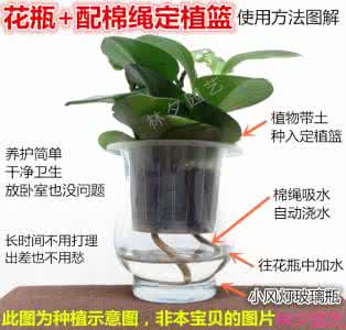 矿泉水瓶制作水培花盆 储水花盆与水培花盆的使用说明