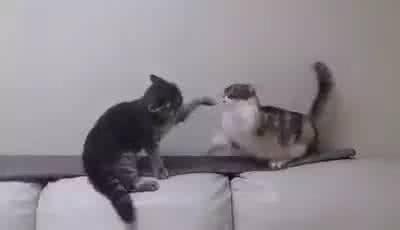 曼赤肯猫咪 当曼赤肯遇到正常体型的猫咪,又要打架时.....