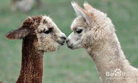 羊驼毛和羊毛哪个好 羊驼毛和羊毛哪个好 【羊驼毛和羊毛哪个好】羊驼毛和羊毛的区别