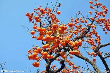 留一些柿子在树上 【智慧背囊】留一些柿子在树上