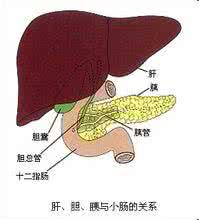 脾脏肿大 脾脏肿大 正确对待脾脏肿大