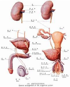 孕妇尿道感染的症状 孕妇尿道感染的危害