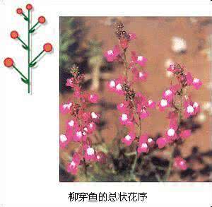 总状花序和穗状花序 总状花序