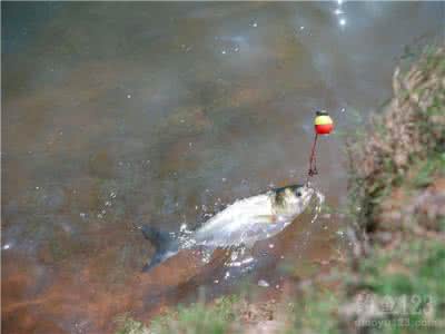 自制钓鲢鳙鱼饵料配方 分享两款适合钓鲢鳙鱼的饵料配方