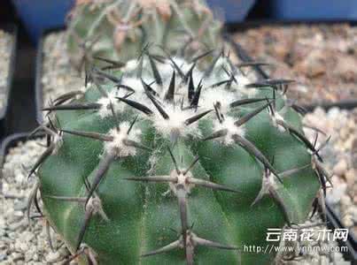仙人掌播种 仙人植物的播种时期与播种方法