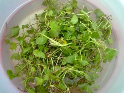 孕妇可以吃野菜吗 孕妇可以吃野菜吗 野菜可以吃吗?孕妇吃野菜有什么好处?