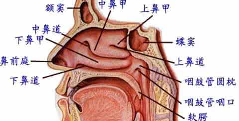 清诺盐水鼻腔喷雾器 外婆传下来的小偏方 盐水一冲，鼻腔轻松