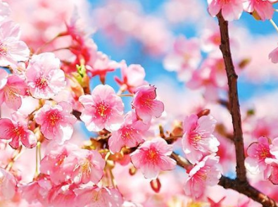 暗香 裙装  【暗香暖冬】爱妈手工—一树花开（裙装）