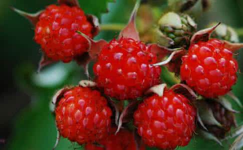 覆盆子几月成熟 2016年9月覆盆子价格 覆盆子价格